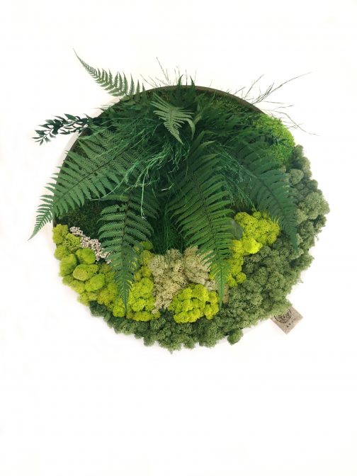 Stabilizuotų augalų paveikslas ROUND JUNGLE MINI