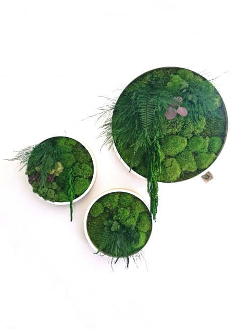 Trijų apvalių paveikslų iš augalų kompozicija