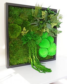 made by grow pastatytas stabilizuotu augalu paveikslas